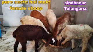 Sindhanur Telangana sheep male female available in Hyderabad