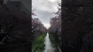 【稲城】桜の花びらシャワー。どんより雲の空。三沢川。