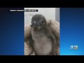 Adventure Aquarium Asking For Help Naming New Penguin Chick