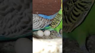 My Shelly Budgie 🦜 Breeding Time | Sweet Moments | 3Days To See 🐥