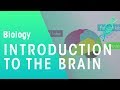 Introduction to The Brain | Physiology | Biology | FuseSchool