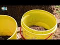 effective methods for softening the soil i clay soil application of gypsum compost