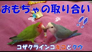 【相手のおもちゃがよく見えるコザクラインコ達】取り合いが好きなコザクラインコ達。Funny lovebirds