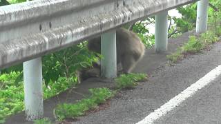 親子？母猿に叱られて鳴きまくる子猿