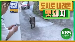 환경스페셜 ‘멧돼지, 도시에서 길을 잃다’ / KBS 20100210 방송