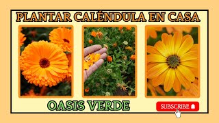 🏵️Cómo Plantar Caléndula en Casa: Paso a Paso para Principiantes!