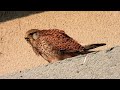 poštolka obecná falco tinnunculus common kestrel