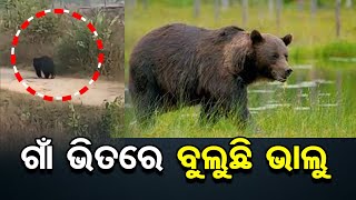 ଗାଁ ଭିତରେ ବୁଲୁଛି ଭାଲୁ | Odisha Reporter