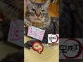 僕の猫タヌキ😺 茶々丸😺 shorts short cat 猫 catlover 鬼滅の刃 demonslayer