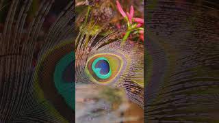 Cute and colourful Peacock Feather.    #shorts.        #viralshorts. #youtubeshorts