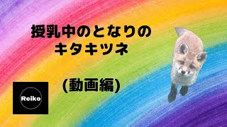 子育て授乳中のキタキツネ【となりのキタキツネ】