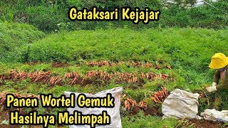 Panen Wortel Jenis Gemuk❗️Hasilnya Berlimpah