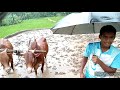 कोकणातील पारंपारिक भात शेती rice plantation in traditional style with bulls