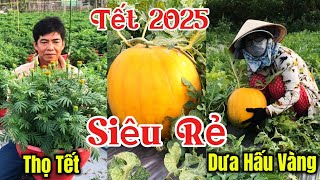 Bất Ngờ Phát Hiện Vườn Trồng Hoa Thọ Và Dưa Hấu Vàng Giá Bán Siêu Rẻ Tại Bình Dương #ChợViệtTV