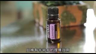 薰衣草精油 Lavender Oil  #LavandulaAnguvstifolia