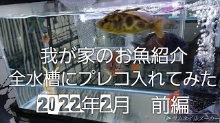 我が家のお魚紹介、全水槽にプレコ入れてみた、2022年2月　前編