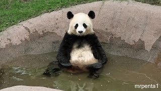 お風呂に入る桜浜　panda パンダ アドベンチャーワールド