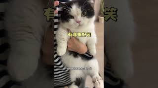 天使面孔+魔鬼身材﫢﫢﫢oi小猫有点火热啊 这小猫不得给我迷死啊 煤气罐小猫咪天花板 这个猫好上头 奶牛猫