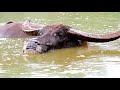 Wild Water Buffalo: Giants of the Southeast Asian Wetlands