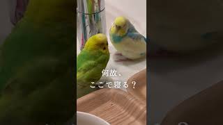 インコよ、解せぬ。