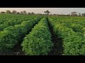 geranium plants 3 months completed