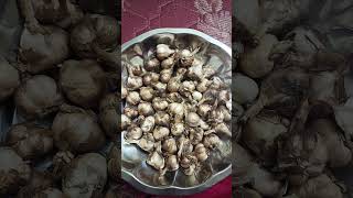 Malai poondu from my home town #Garlic #healthy #hometown #90'skid #reallifestory #cooking #shorts