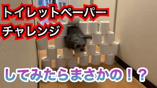 小型犬２匹がトイレットペーパーチャレンジしたらまさかのw 　toilet paper challenge！