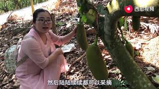 菠萝蜜最大能长多少斤？海南种植老板说能长到100斤，你相信吗？