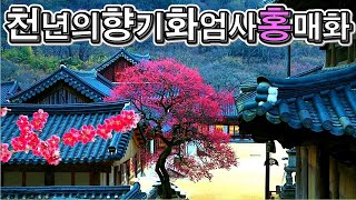 랜선힐링여행, 전남 구례여행, 천년의 향기에 취하다, 가장 먼저 도착한 남녁의 봄소식, 천년의 향기 화엄사 홍매화