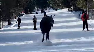 Massive Moose Chases Skiers Going Down Slope