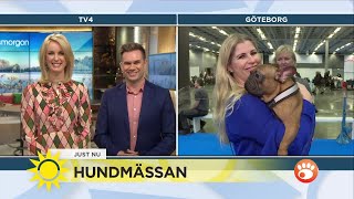 Här är nya trenden – träna tillsammans med din hund - Nyhetsmorgon (TV4)