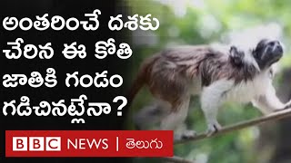 Cotton-top Tamarin Monkey: అంతరించే దశకు చేరుకున్న ఈ కోతి జాతికి ఇక గండం గడిచినట్లేనా? | BBC Telugu