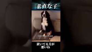 【賢い犬】#犬 #dog #shorts #comedy #犬のいる暮らし #イタズラ