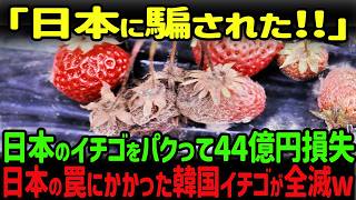 【海外の反応】「もう限界だ…勘弁してください」韓国高級イチゴ産業が崩壊…日本から恐るべき仕返しが！