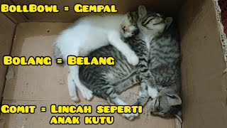 BOLLBOLL, GOMIT & BOLANG, nama 3 anak Tompel 🥰 #catlover #cats #cat #catvideos #kucinglucu #kucing