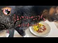 구독자500명 500 subscribers celebrate cat pizza party 구독자 500명 기념 냥이피자 파티