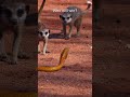 Deadly venomous Cape cobra vs. meerkats!