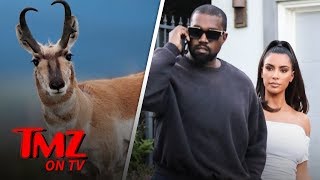 Kim Kardashian & Kanye West Run Afoul of Law for Chasing Wyoming Antelopes | TMZ TV
