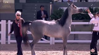 N153 DEEMA - Kuwait Breeders Cup 2020 - 2 Years Old Fillies (Class 3A)