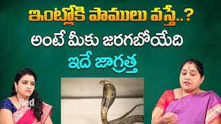 ఇంట్లోకి పాములు వస్తే అంటే మీకు జరగబోయేది ఇదే జాగ్రత్త | Ramadevi | RedTV Bhakthi