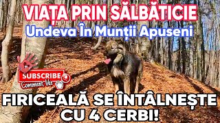 ÎNTÂLNIRE ȘOCANTĂ CU 4 CERBI – AVENTURA EPICĂ CU ADRIAN ȘI FIRICEALA !