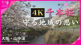 【４K】満開に咲き誇る千本桜　大阪・山中渓　世話をするのは”地域の人々” 伐採された木から”初めての花”開く【関西テレビ・桜ストーリー】