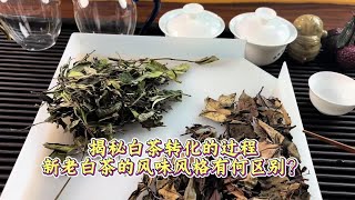 揭秘白茶转化的过程，新老白茶的风味风格有何区别？