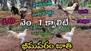 నెం..1 క్వాలిటీ పెద్ద తపిని 10 పుంజులు:-9704588658#nanifarms #bhimavaram #eluru