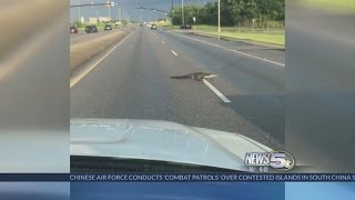 Cute Video!  Gator Crossing Causeway