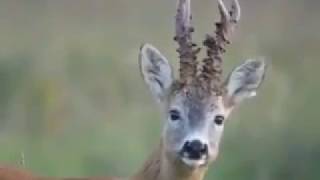 Őzbak hangja, Roebuck, Rehbock sounds