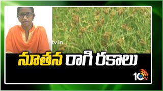 నూతన రాగి రకాలు | New Types In Finger Millet Crop | Matti Manishi | 10TV