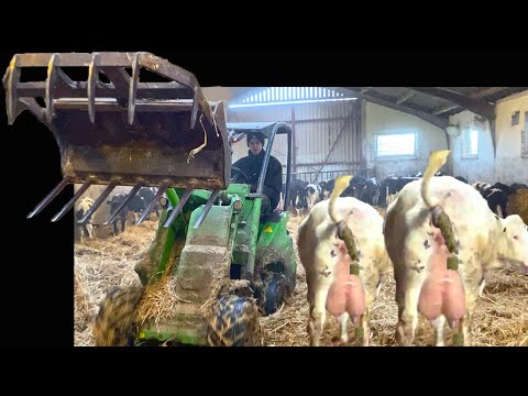 FARM 2024! ROBOT MACHINE COW MILK GRINDING AND CLEANING POWER POLES MACHINES MILKING FEEDING