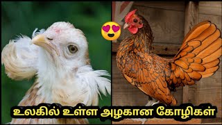 உலகில் உள்ள அழகான  பேன்சி கோழிகள் || 5 Most beautiful fancy chickens in the world