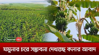 যমুনার চরে নতুন সম্ভাবনা দেখাচ্ছে কলার আবাদ || Banana || Channel 5BD